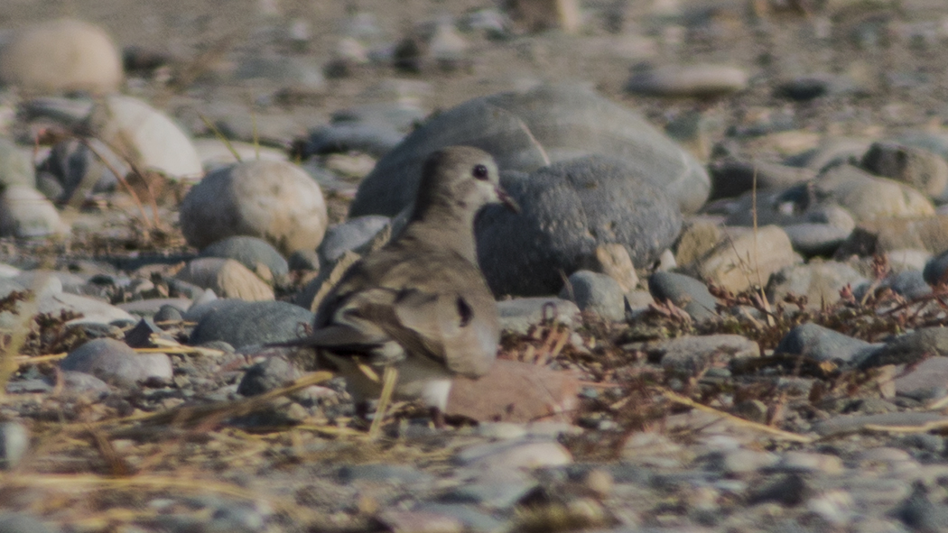 Namaqua Dove